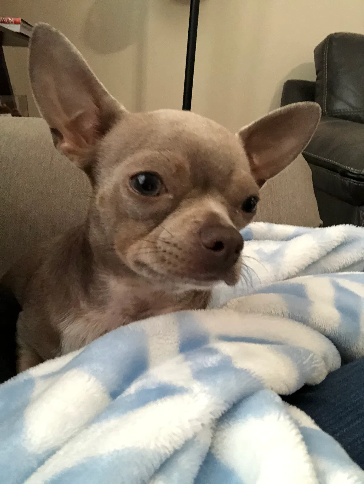Lost dog in Raeford, NC, 28376