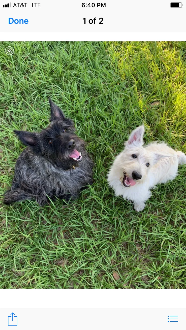 Lost dog in Orlando, FL, 32817
