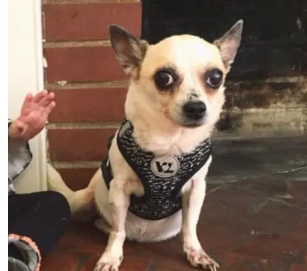 Lost dog in Rocky Mount, NC, 27804