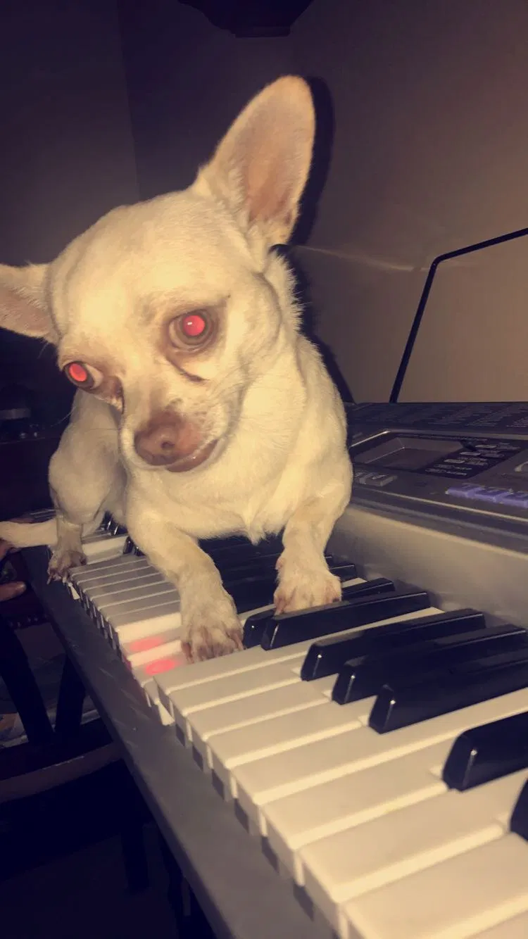 Lost dog in Miami, FL, 33185