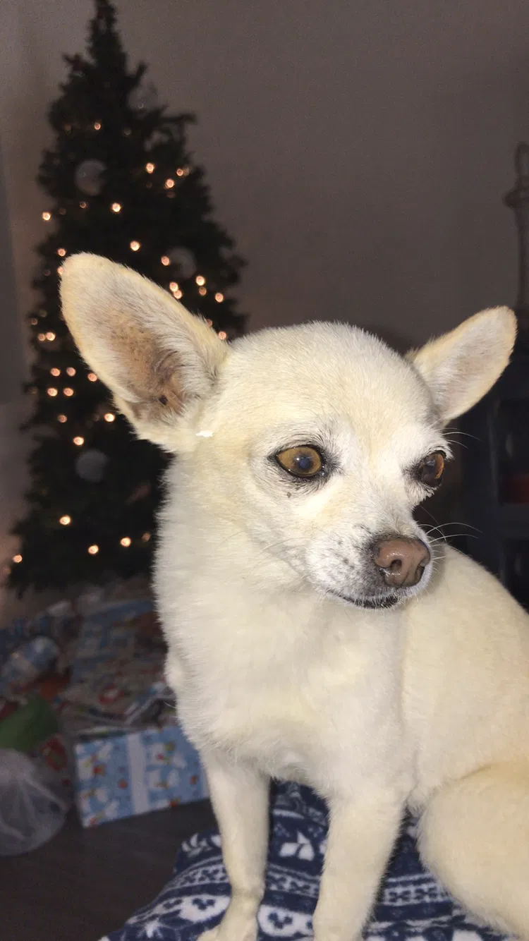 Lost dog in Goodyear, AZ, 85395