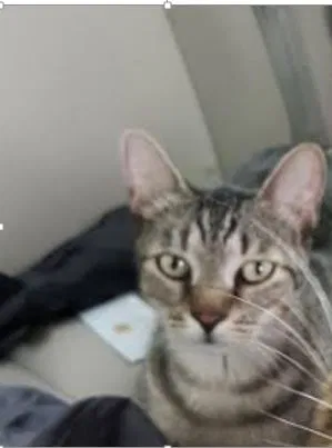 Lost cat in Largo, FL, 33774