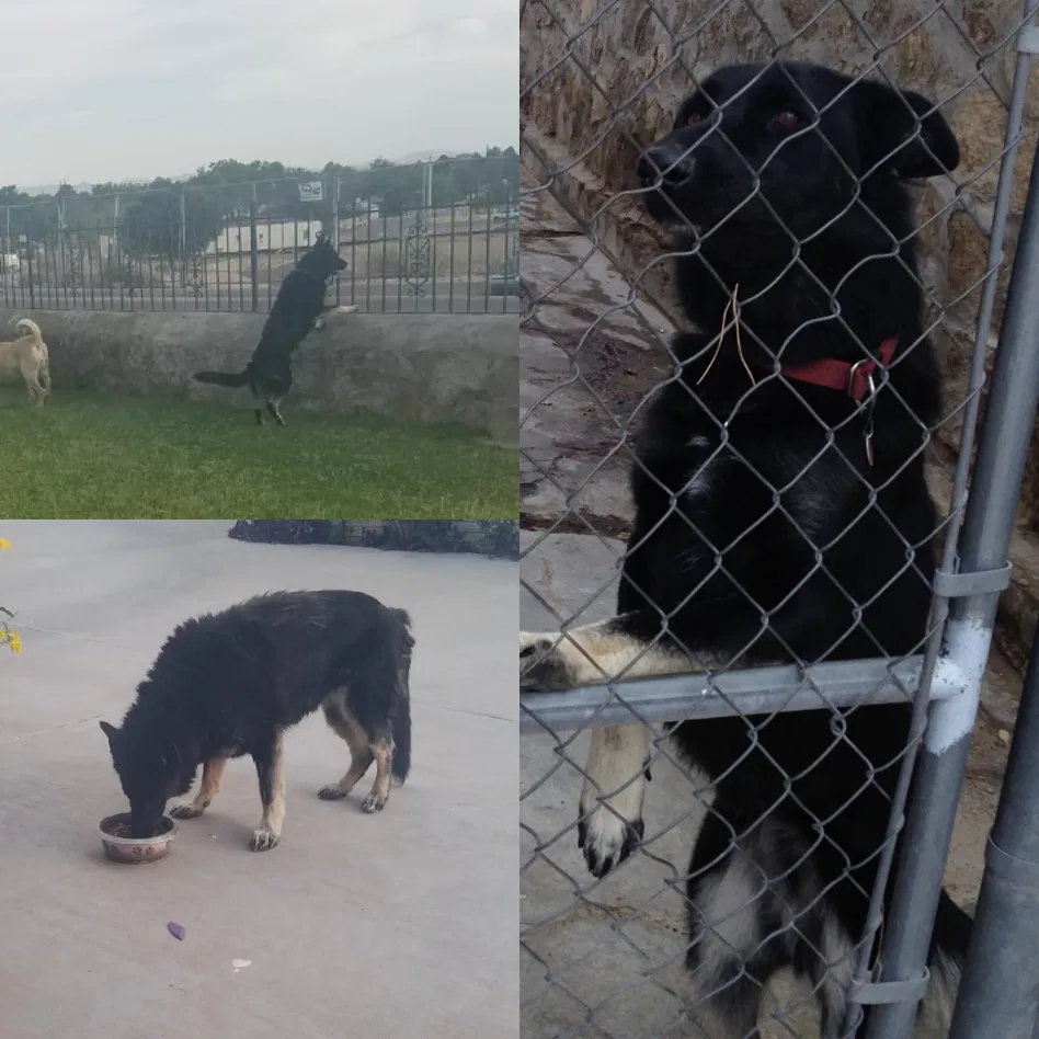 Lost dog in El Paso, TX, 79907