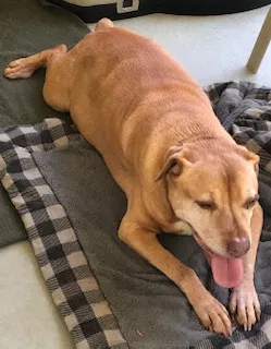 Lost dog in Fayetteville, NC, 28304