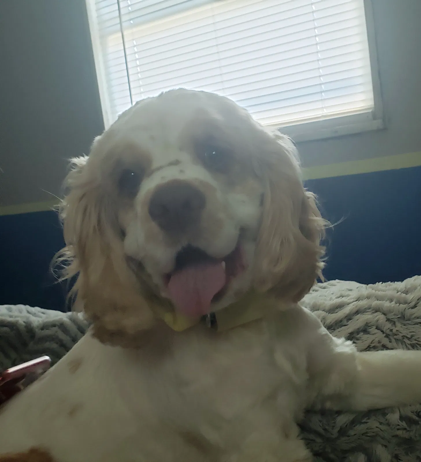 Lost dog in Indianapolis, IN, 46226