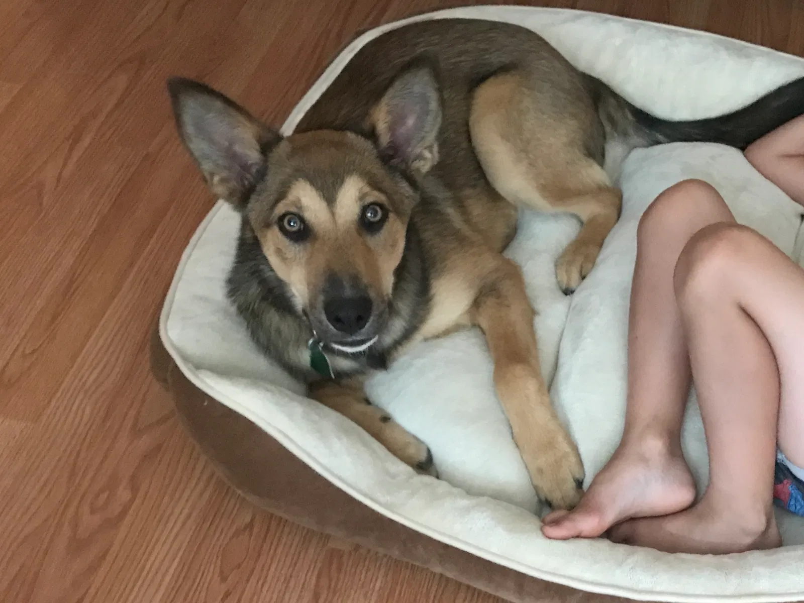 Lost dog in Robertsdale, AL, 36567