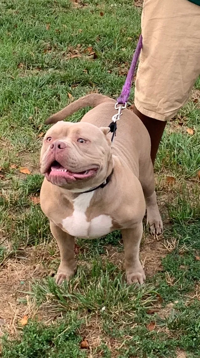 Lost dog in Nashville, TN, 37207