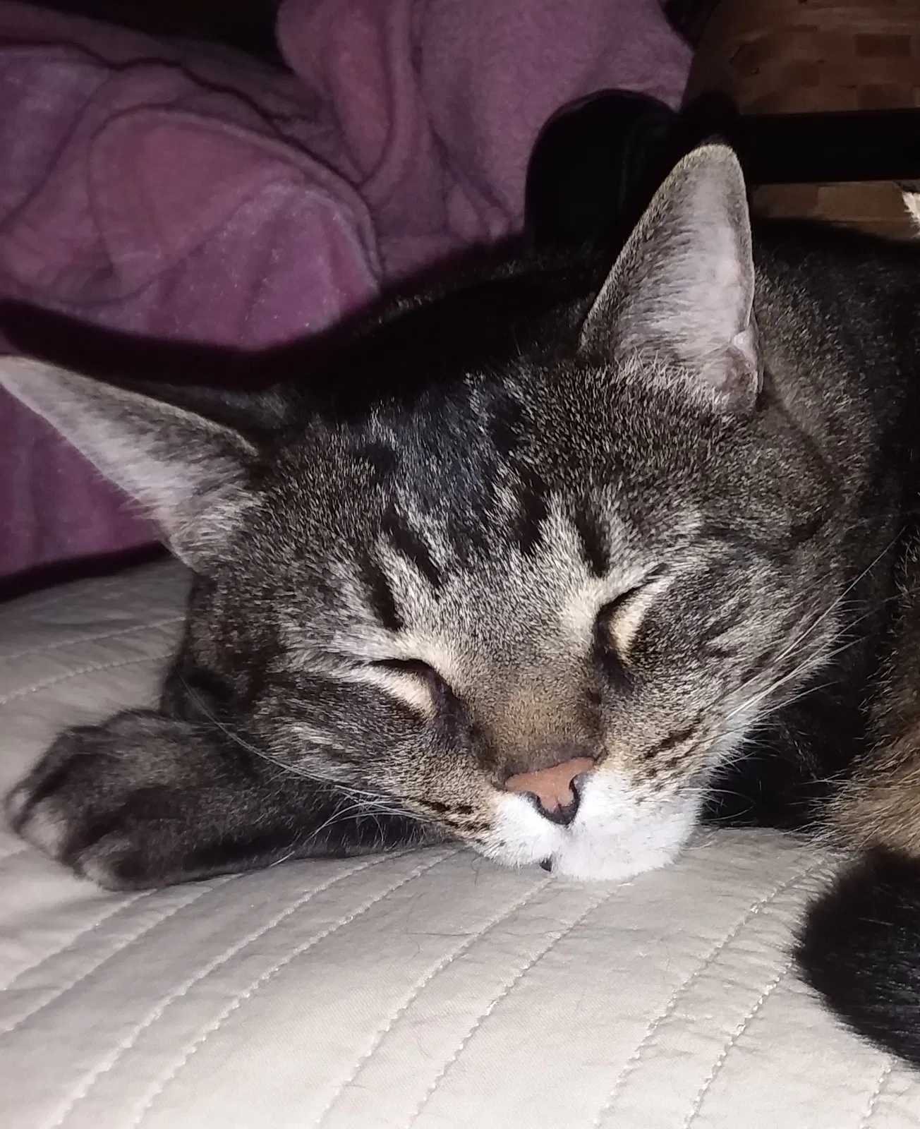 Lost cat in Lebanon, OH, 45036
