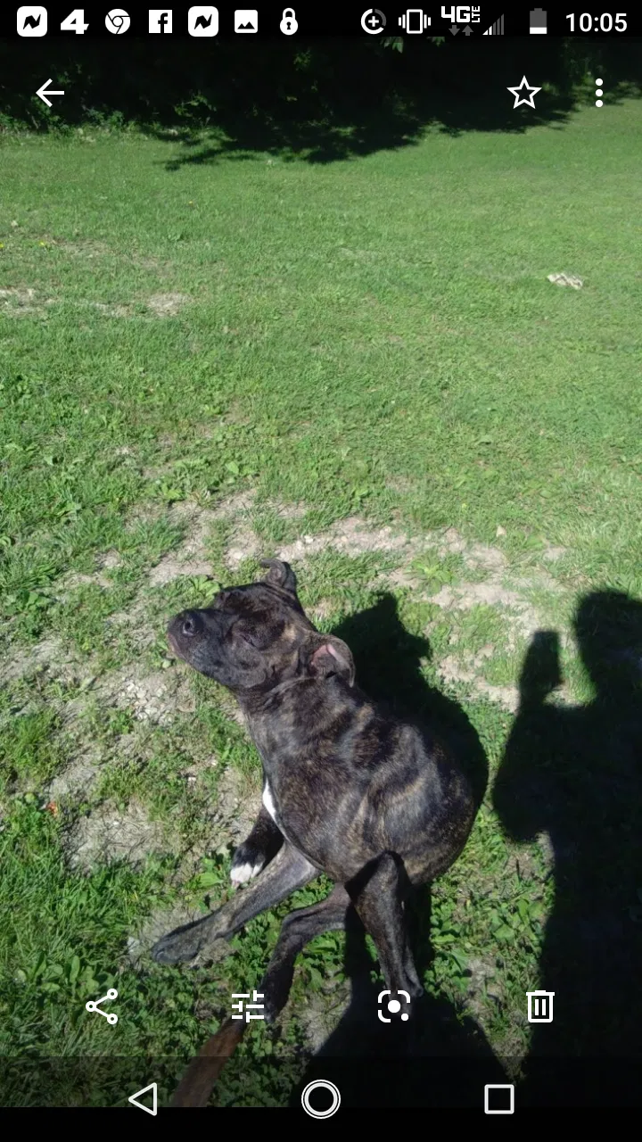 Lost dog in Kansas City, KS, 66104
