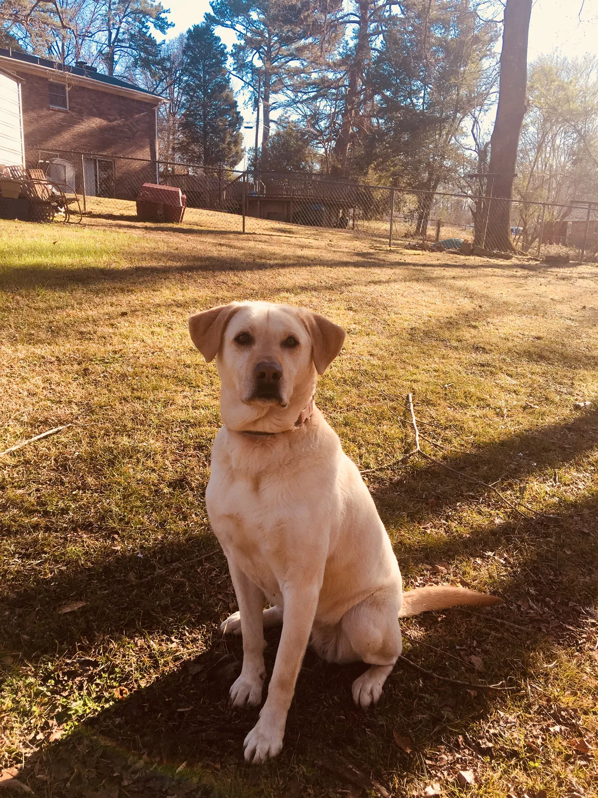 Lost dog in Birmingham, AL, 35217