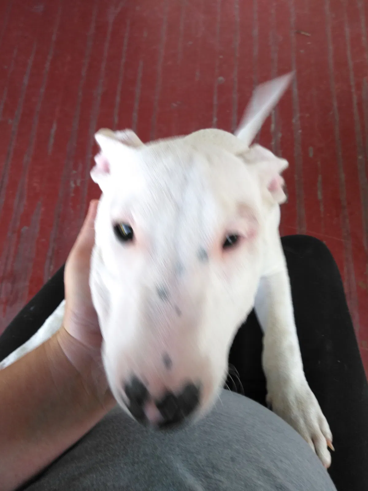 Lost dog in Wichita, KS, 67211