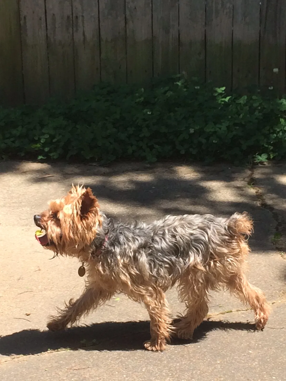 Lost dog in Memphis, TN, 38108