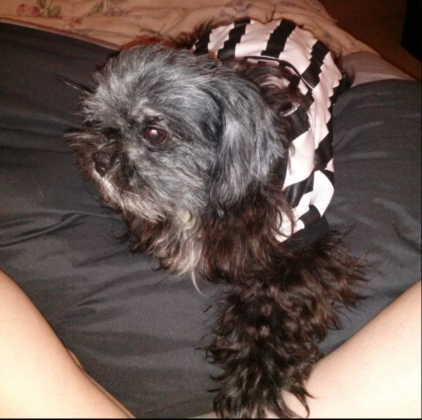 Lost dog in West Chester, OH, 45069