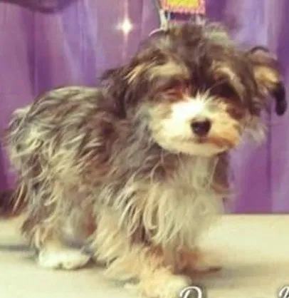 Lost dog in Dallas, TX, 75211