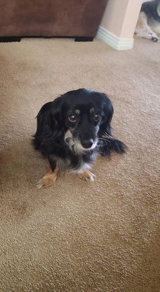 Lost dog in Abilene, TX, 79605