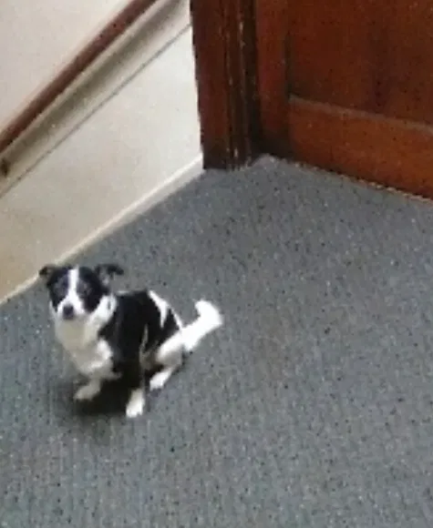 Lost dog in Pittsburgh, PA, 15204