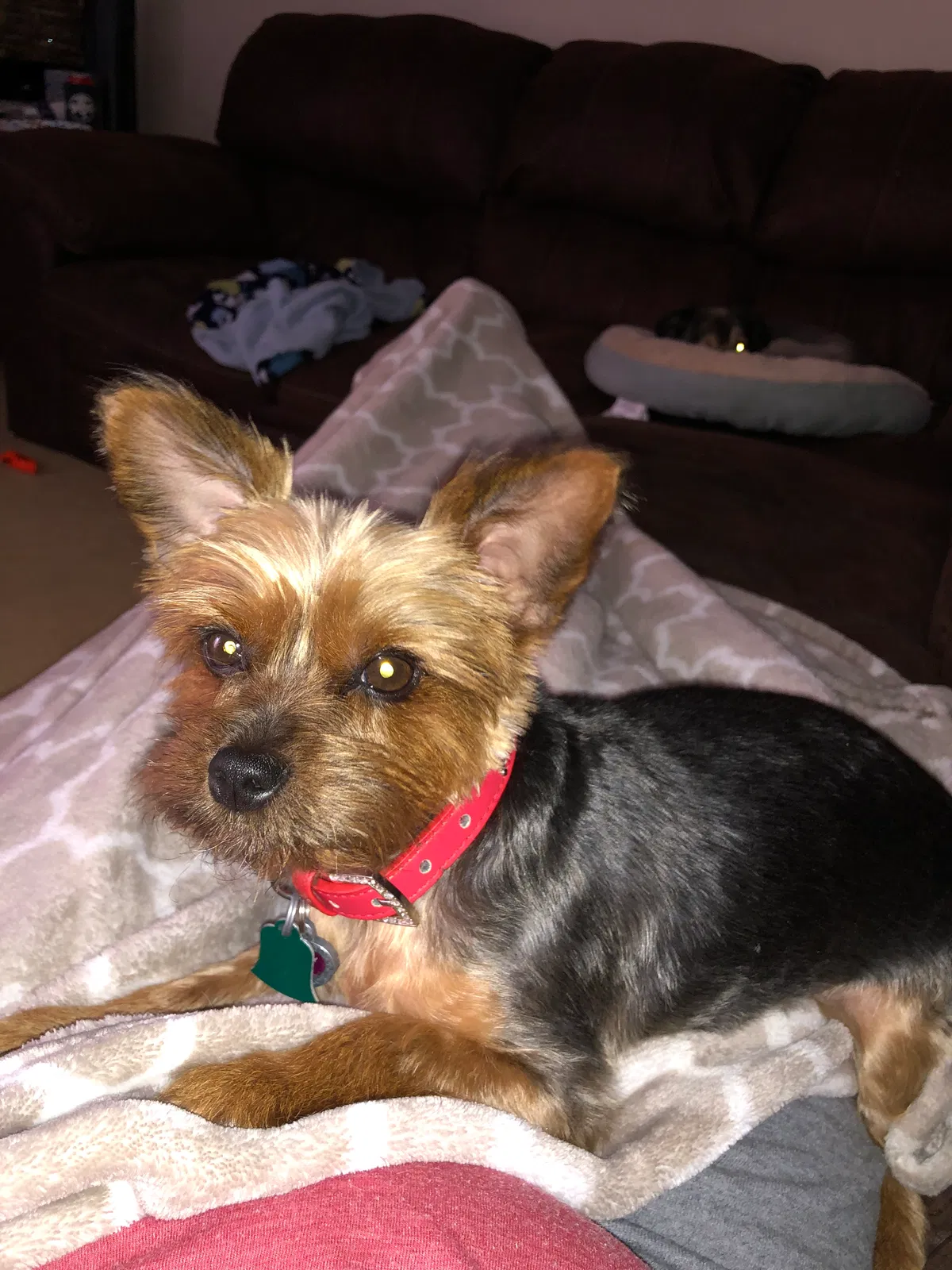 Lost dog in Memphis, TN, 38115