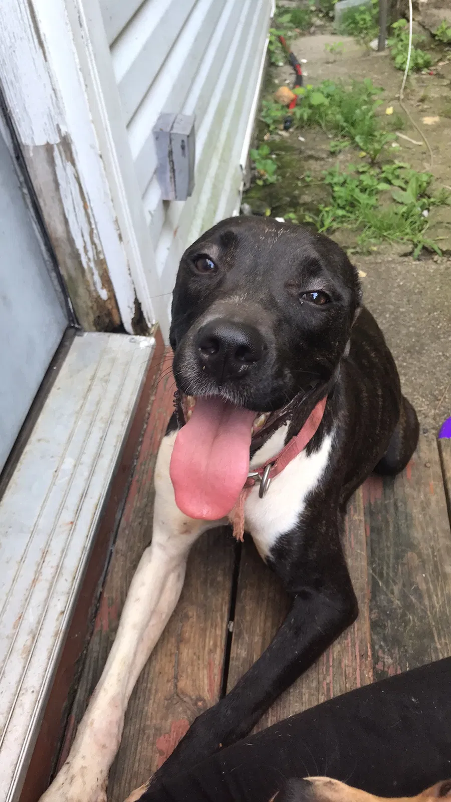 Lost dog in Cincinnati, OH, 45204