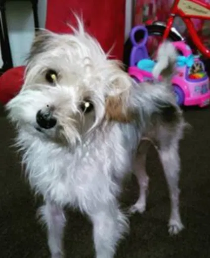 Lost dog in Covington, KY, 41016