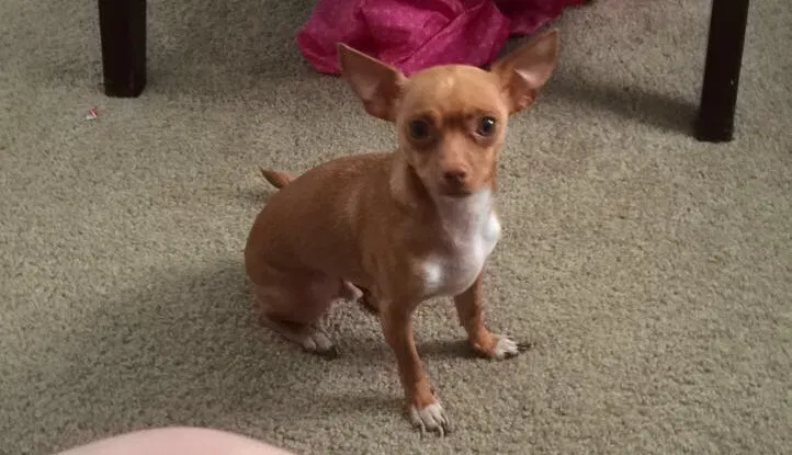 Lost dog in Dallas, TX, 75253