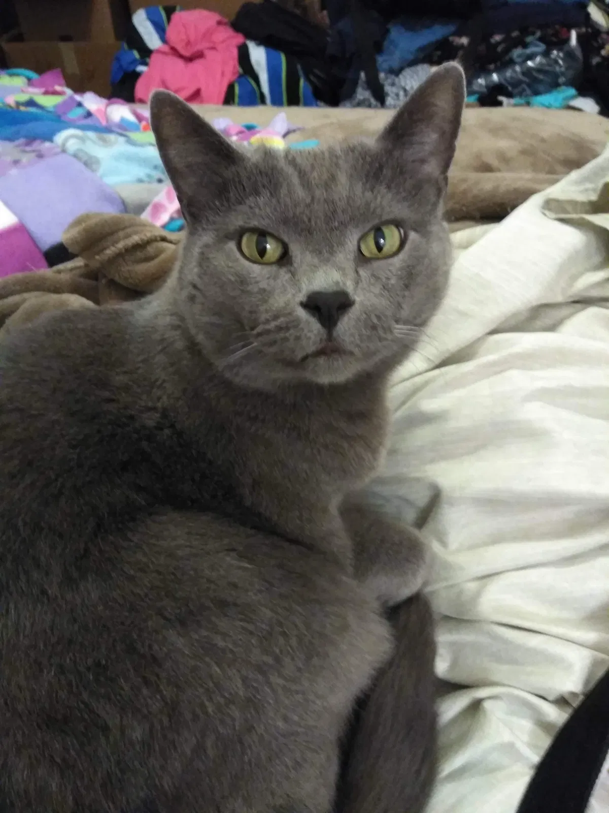 Lost cat in Greenville, TX, 75402