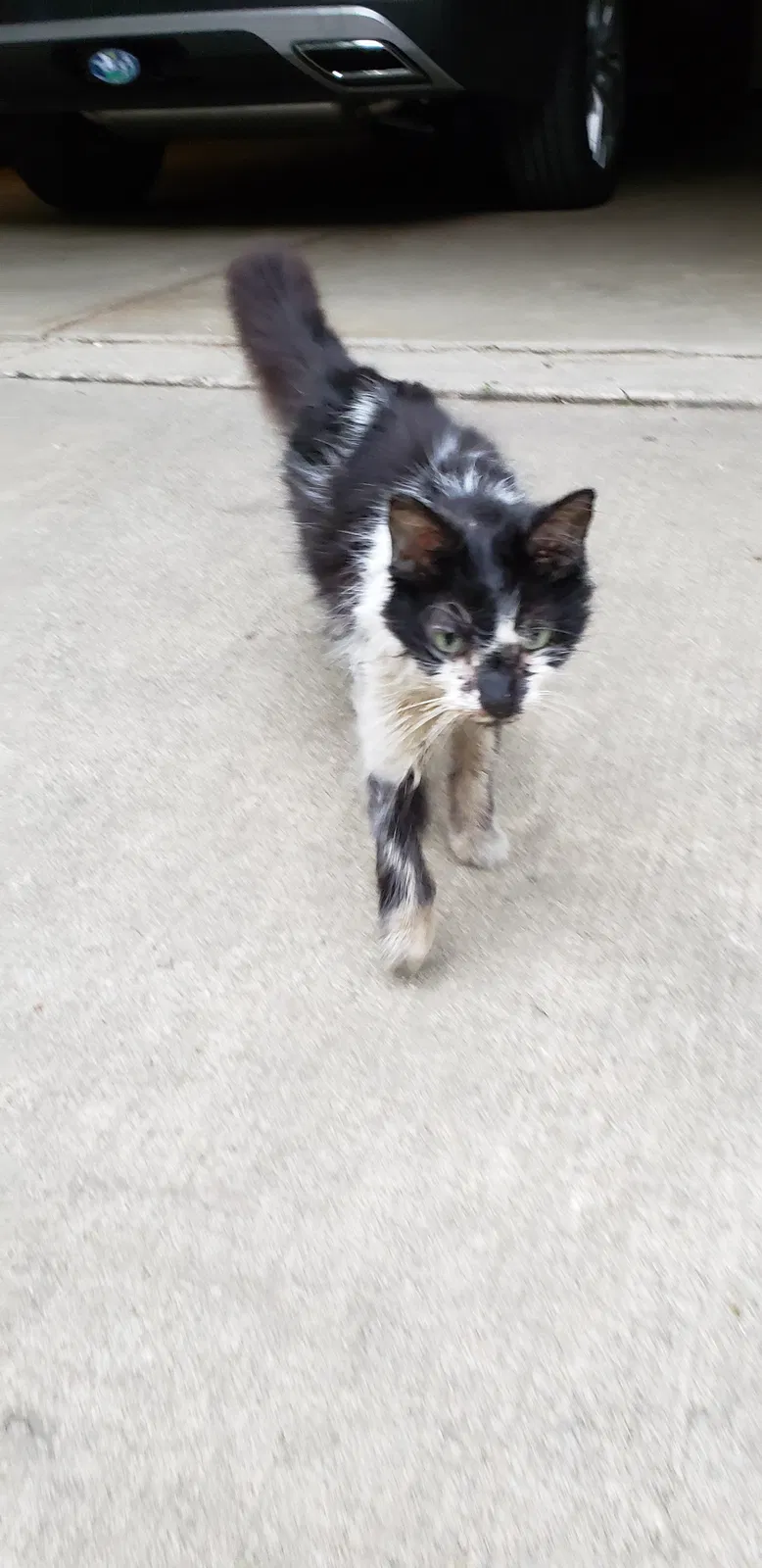 Found cat in Chagrin Falls, OH, 44023