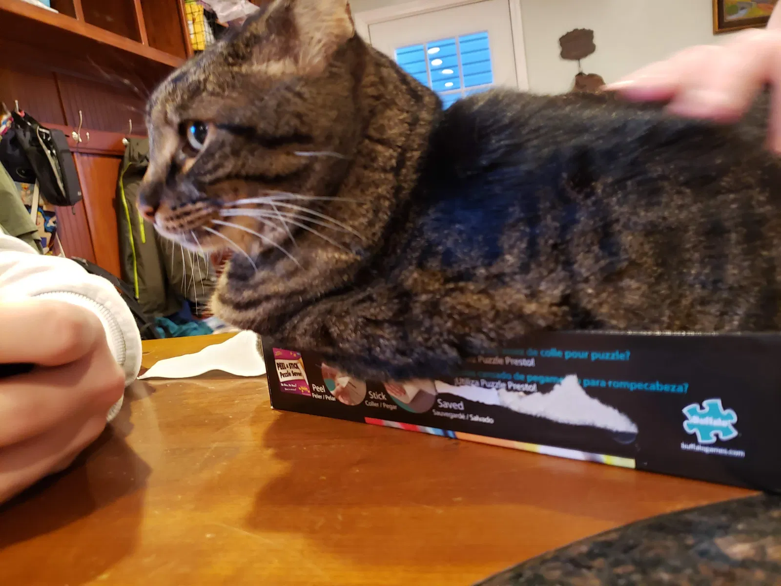 Lost cat in Canton, GA, 30115