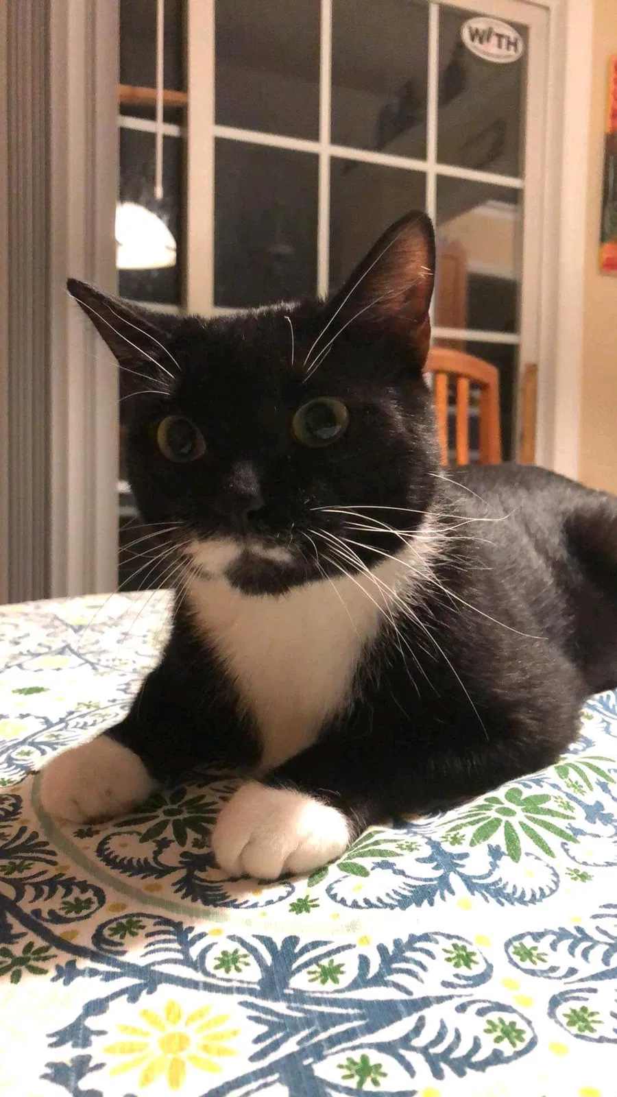 Lost cat in Raleigh, NC, 27607