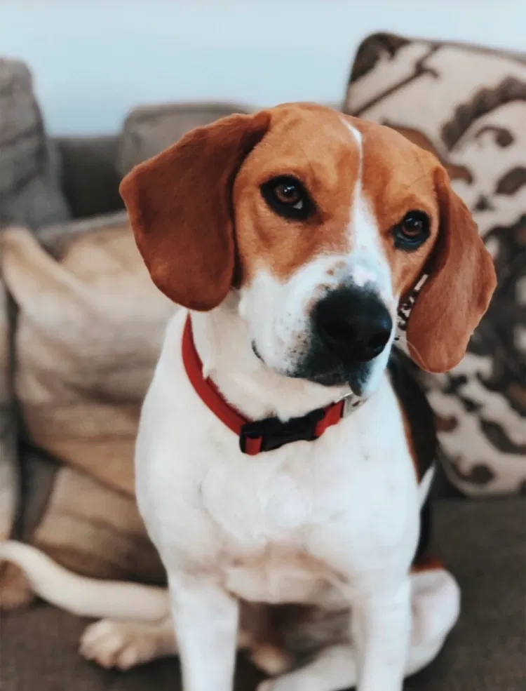 Lost dog in Birmingham, AL, 35244