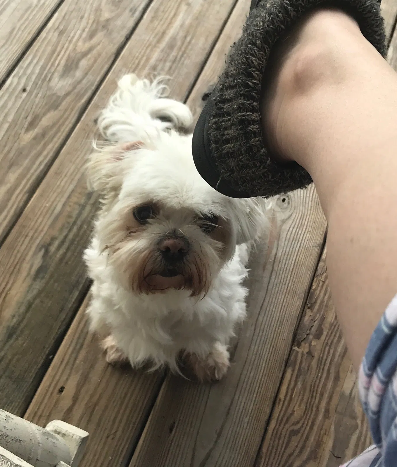 Lost dog in Denham Springs, LA, 70726