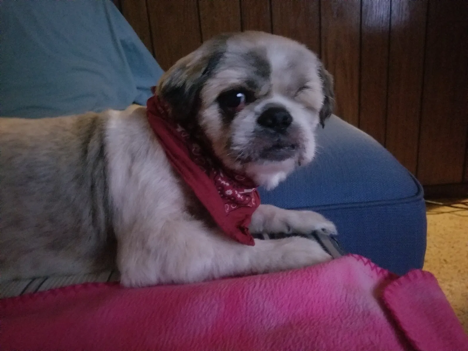Lost dog in Edinburg, TX, 78541