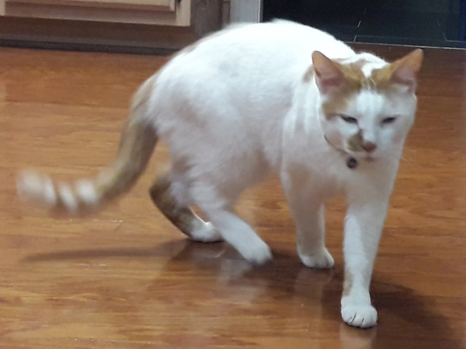 Lost cat in Hilton Head Island, SC, 29926