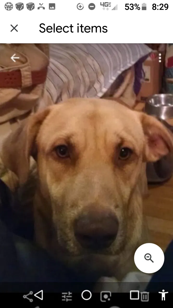 Lost dog in Brandon, MS, 39042