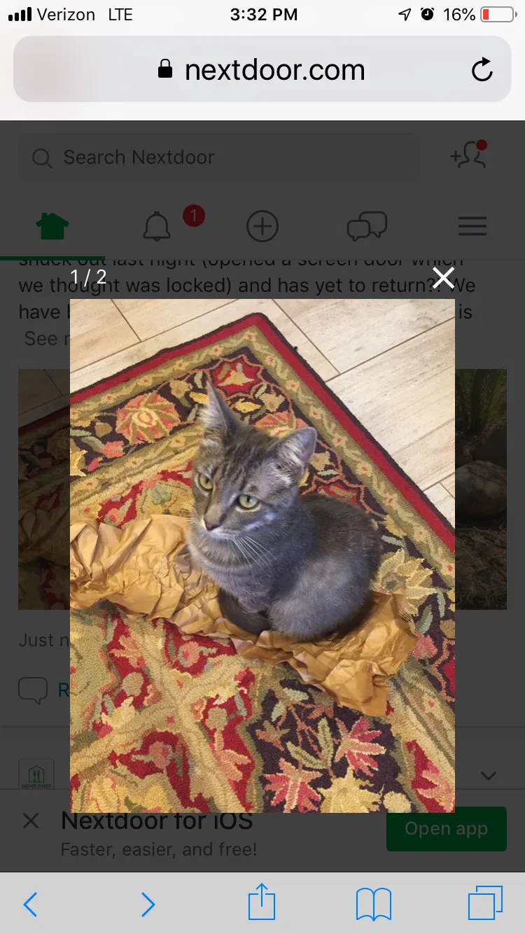 Lost cat in La Mesa, CA, 91942
