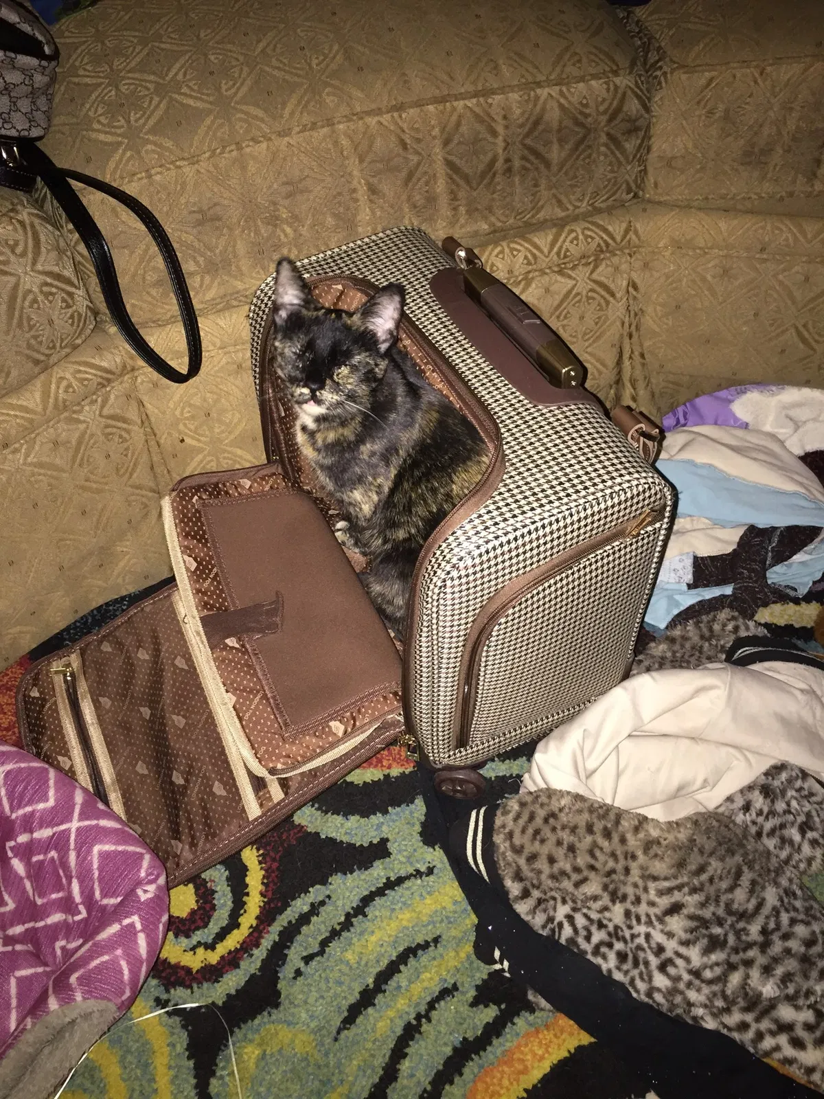 Lost cat in Albuquerque, NM, 87112