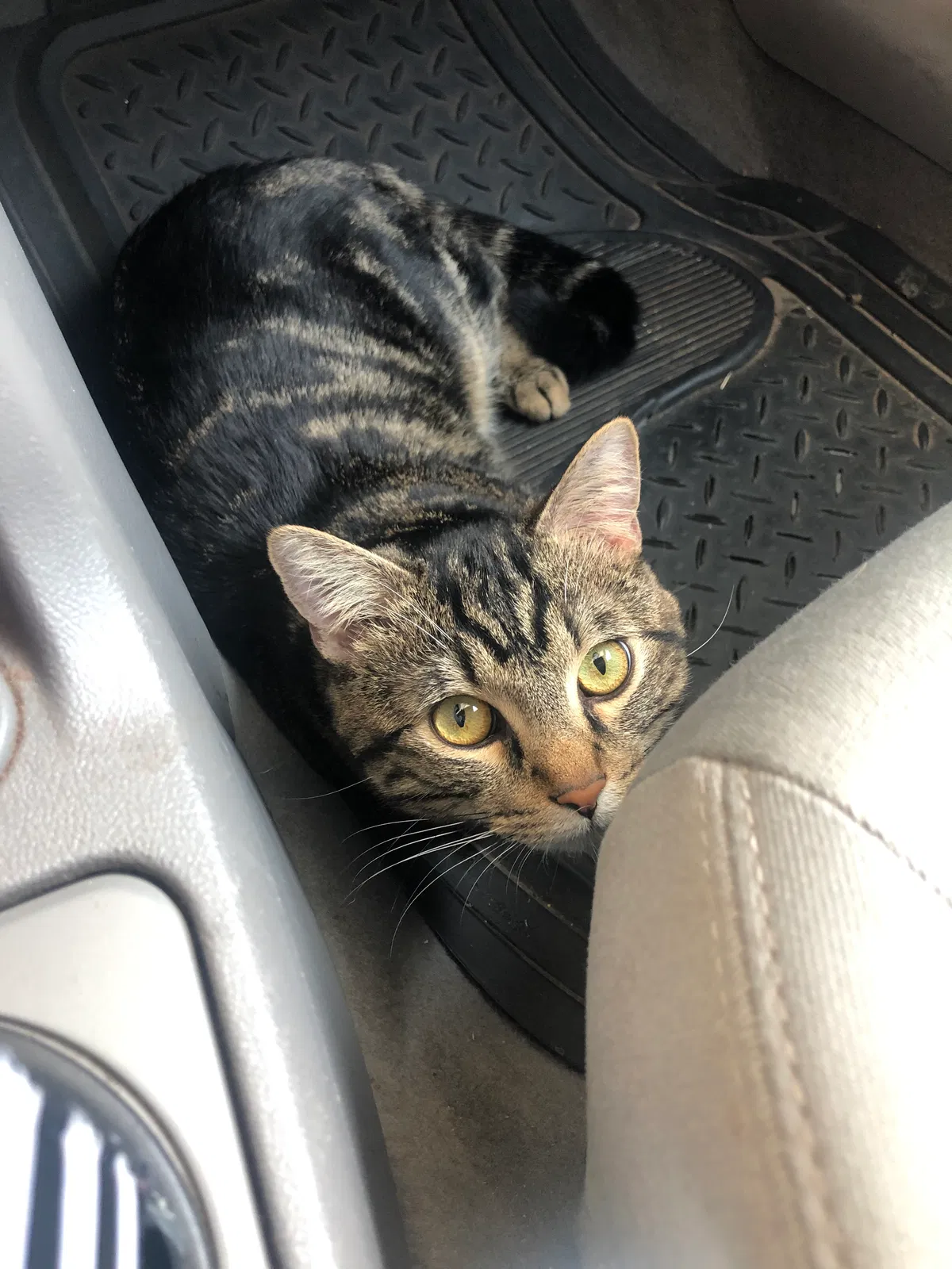 Lost cat in Lubbock, TX, 79416