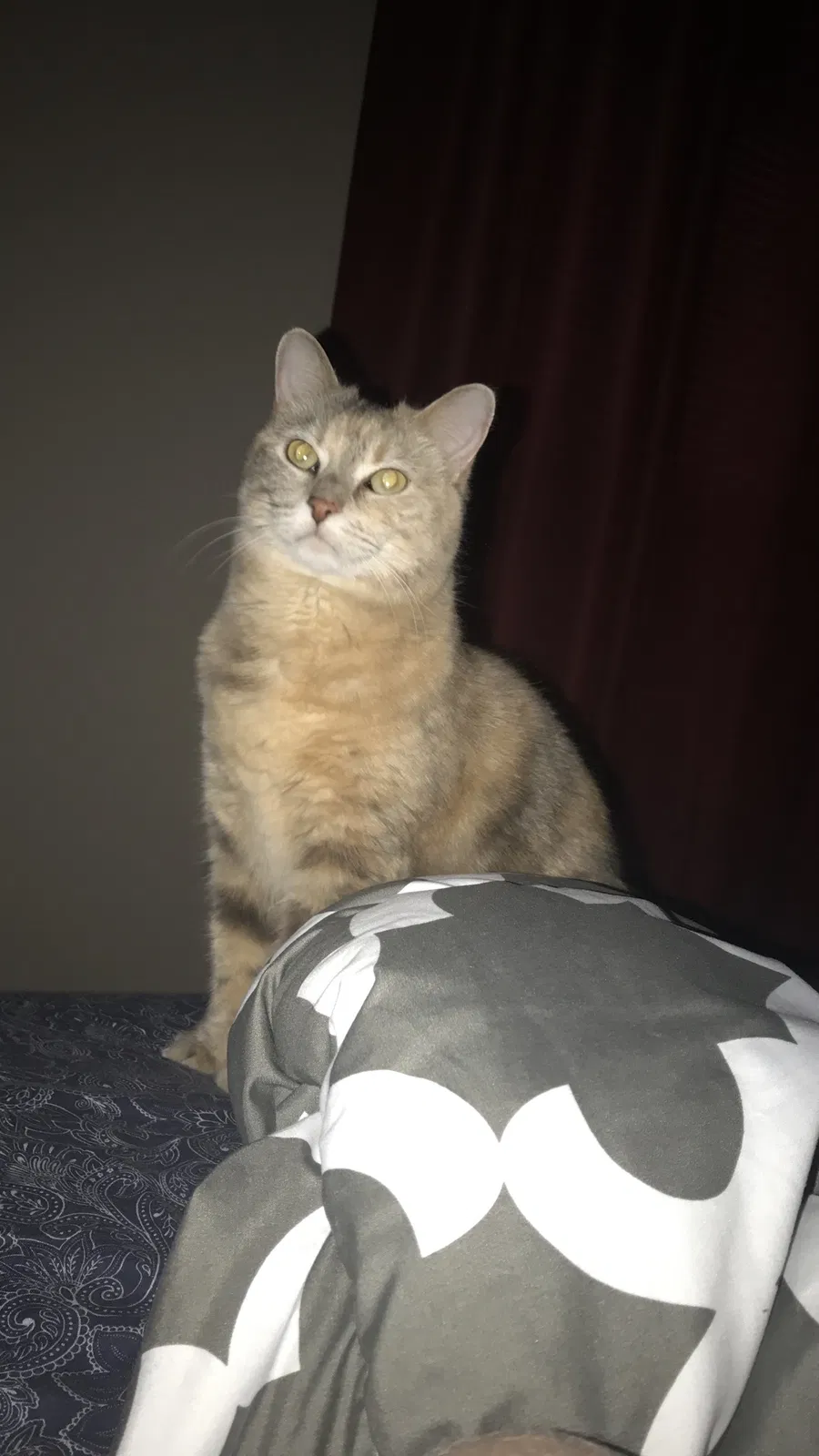 Lost cat in Peoria, IL, 61615