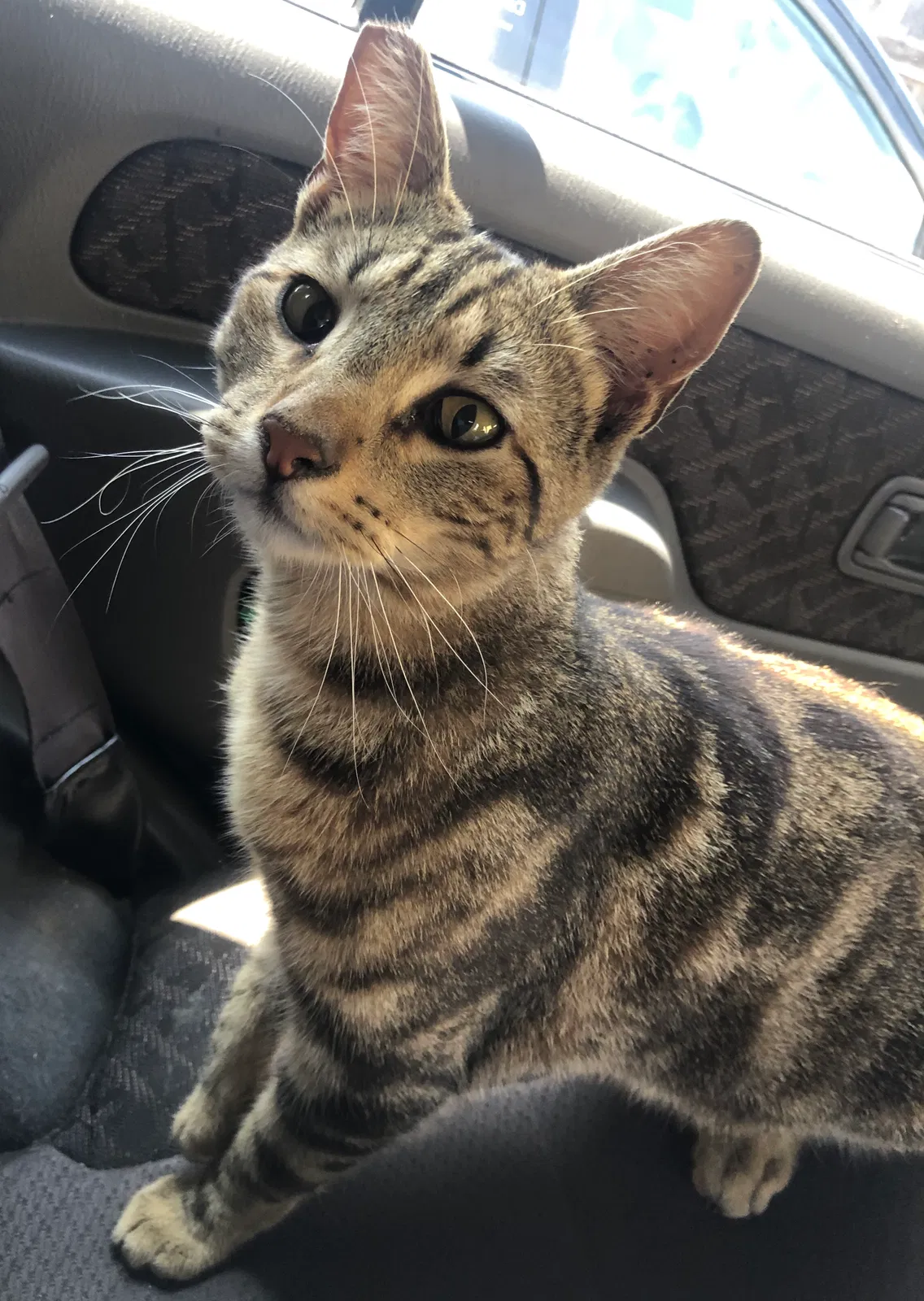 Lost cat in Los Angeles, CA, 90061