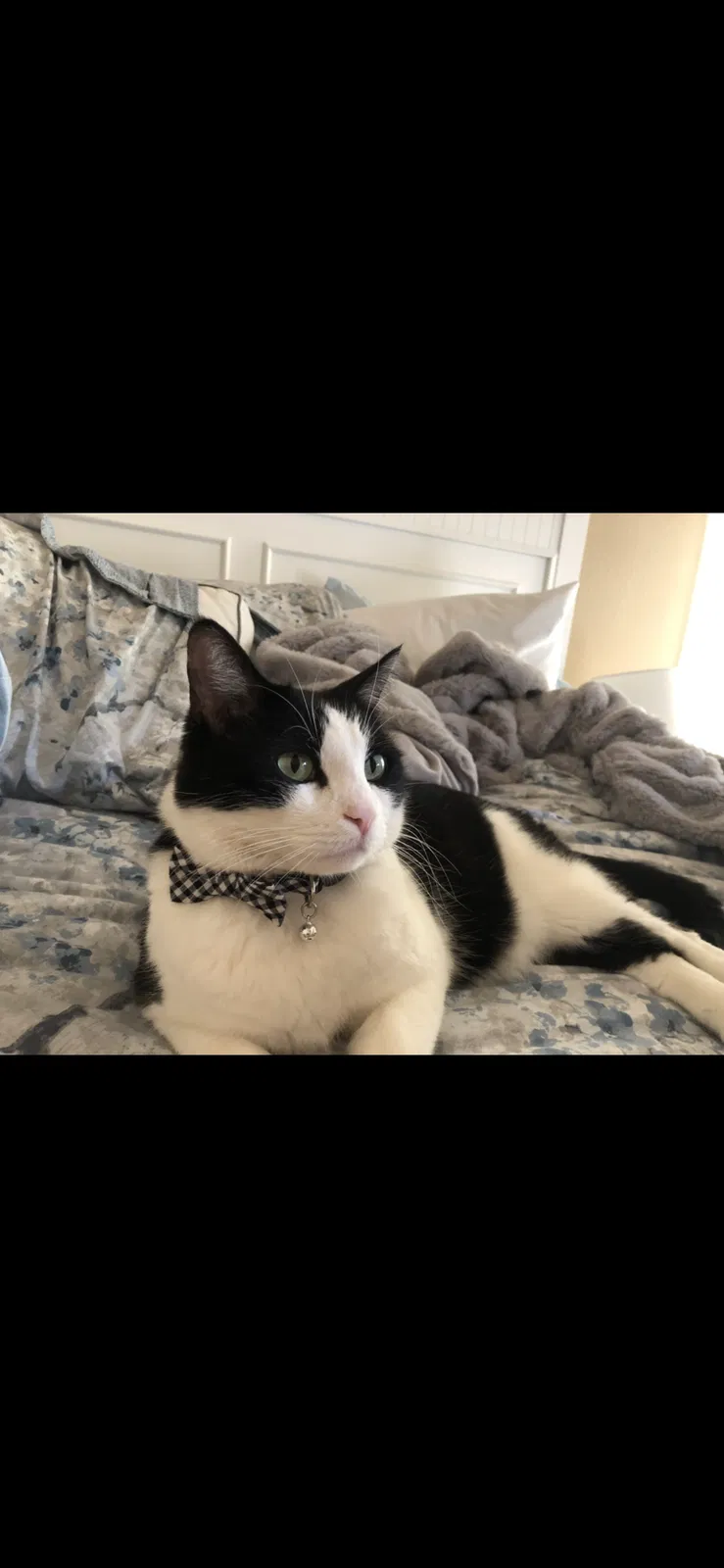 Lost cat in Chino Hills, CA, 91709
