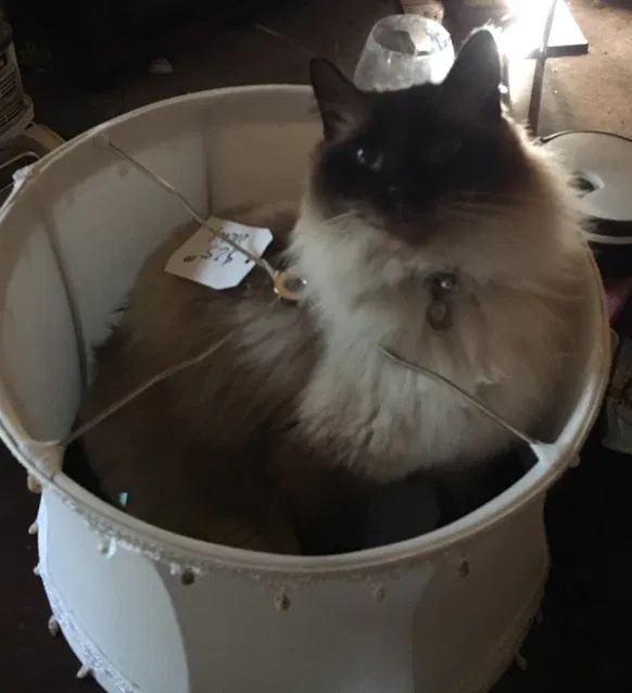 Lost cat in Spring Valley, CA, 91977