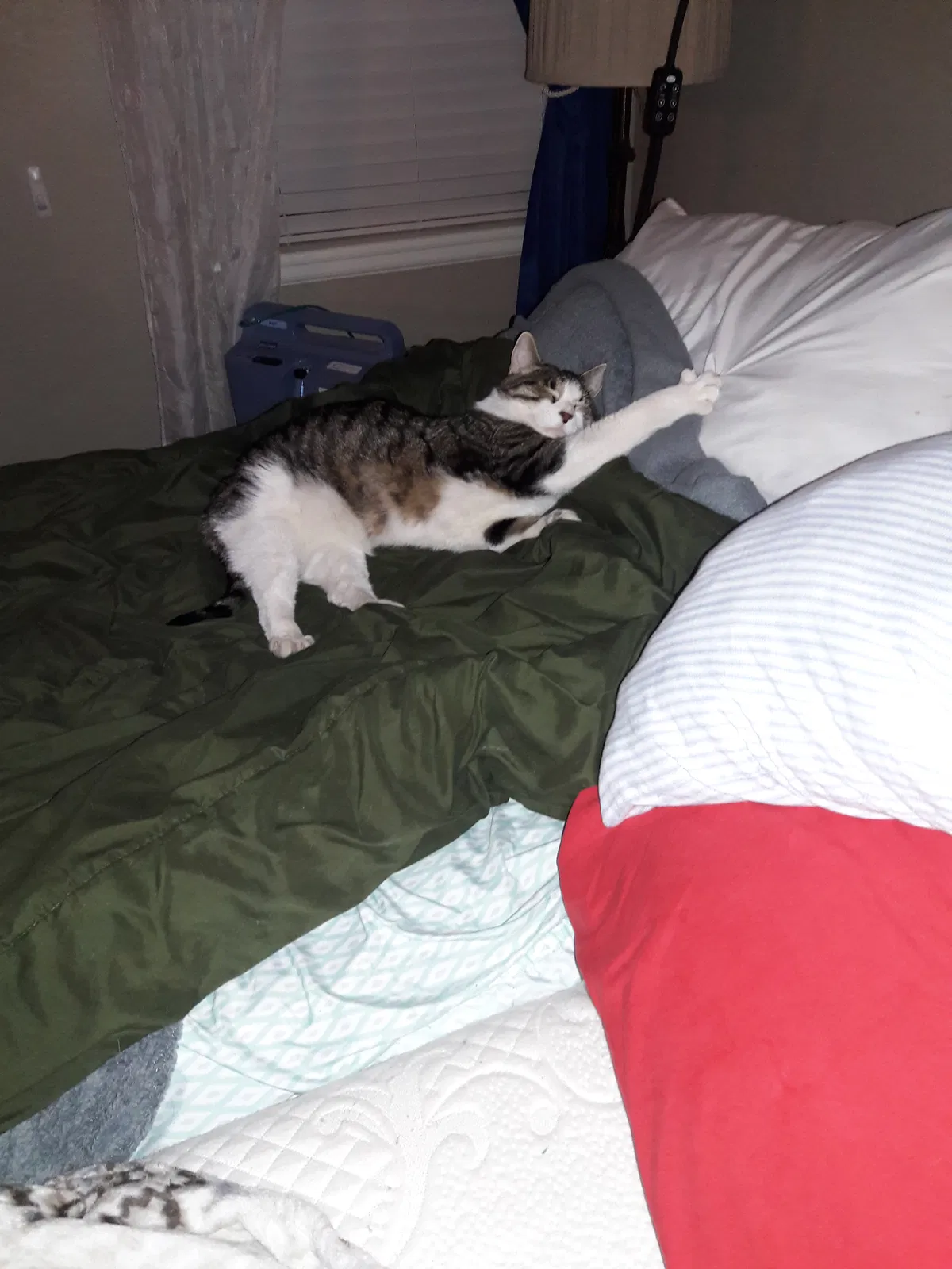 Lost cat in Commerce City, CO, 80022