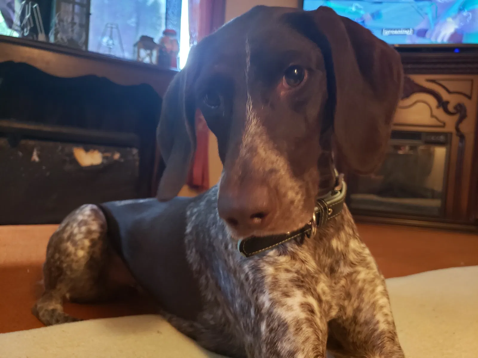 Lost dog in Hanover, PA, 17331
