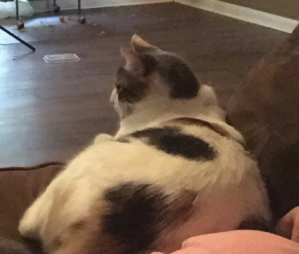 Lost cat in Muncie, IN, 47304