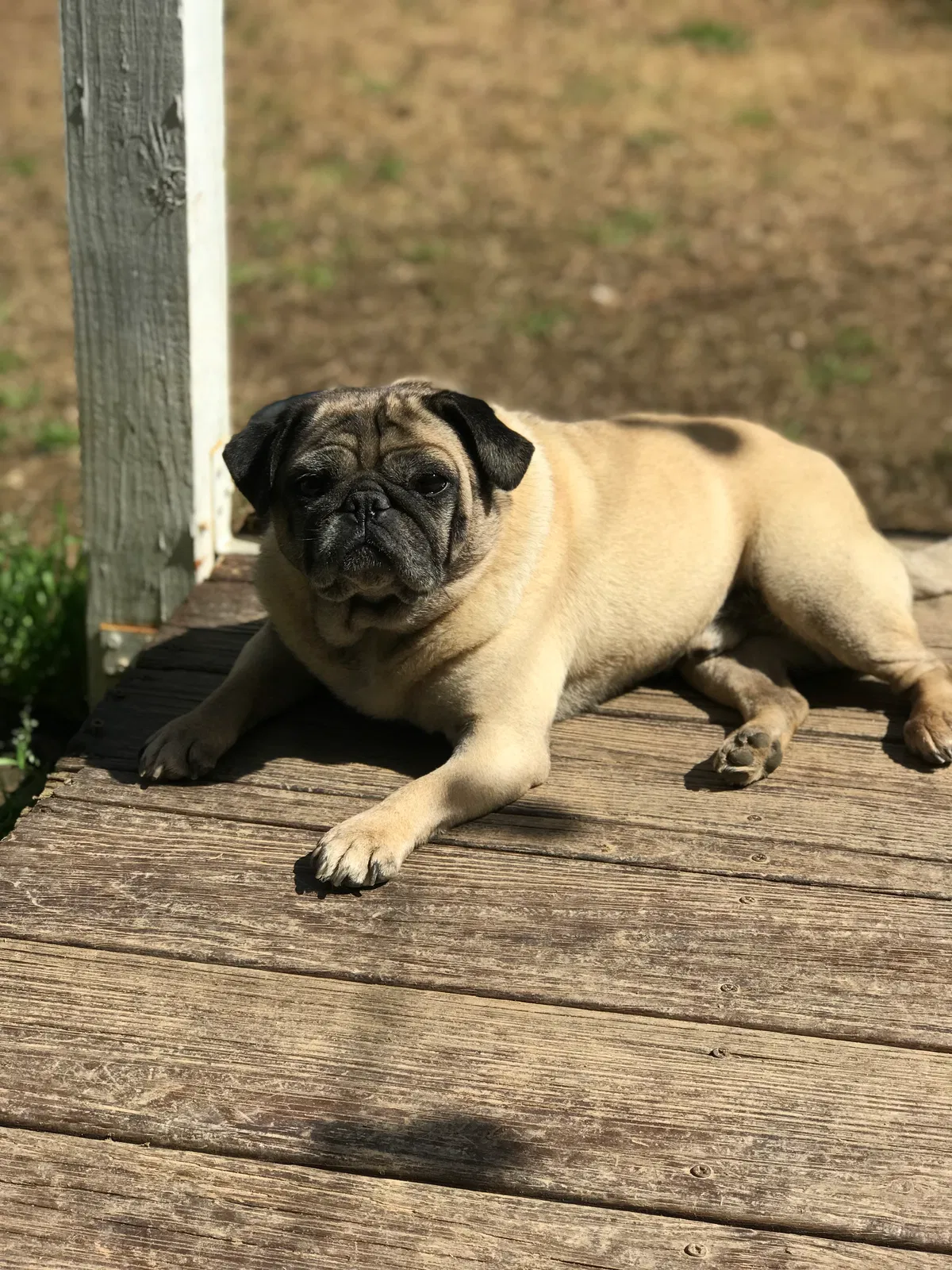 Lost dog in Lawrenceville, GA, 30044