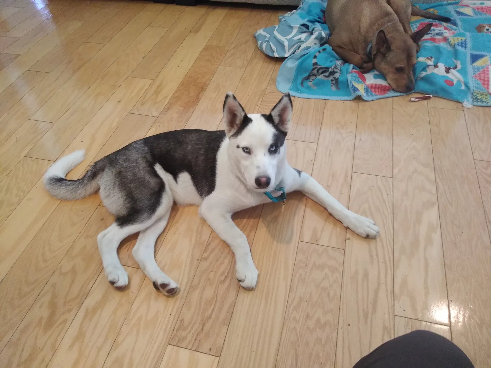 Found dog in San Leandro, CA, 94578