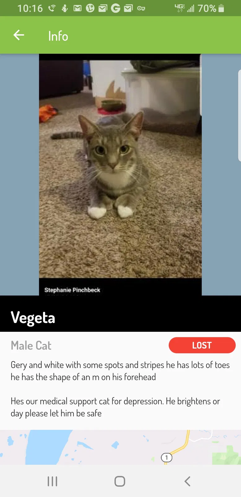 Lost cat in Anchorage, AK, 99504