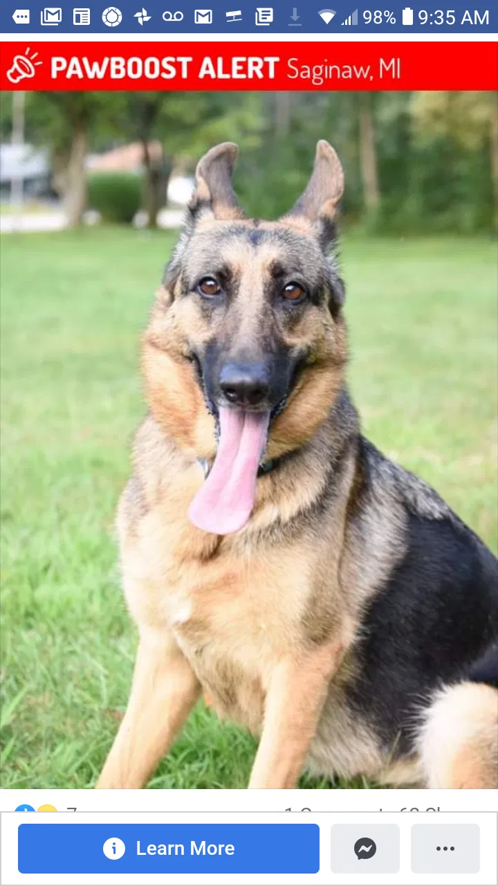 Lost dog in Saginaw, MI, 48602