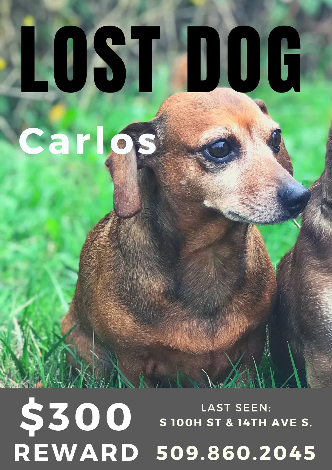 Lost dog in Seattle, WA, 98168