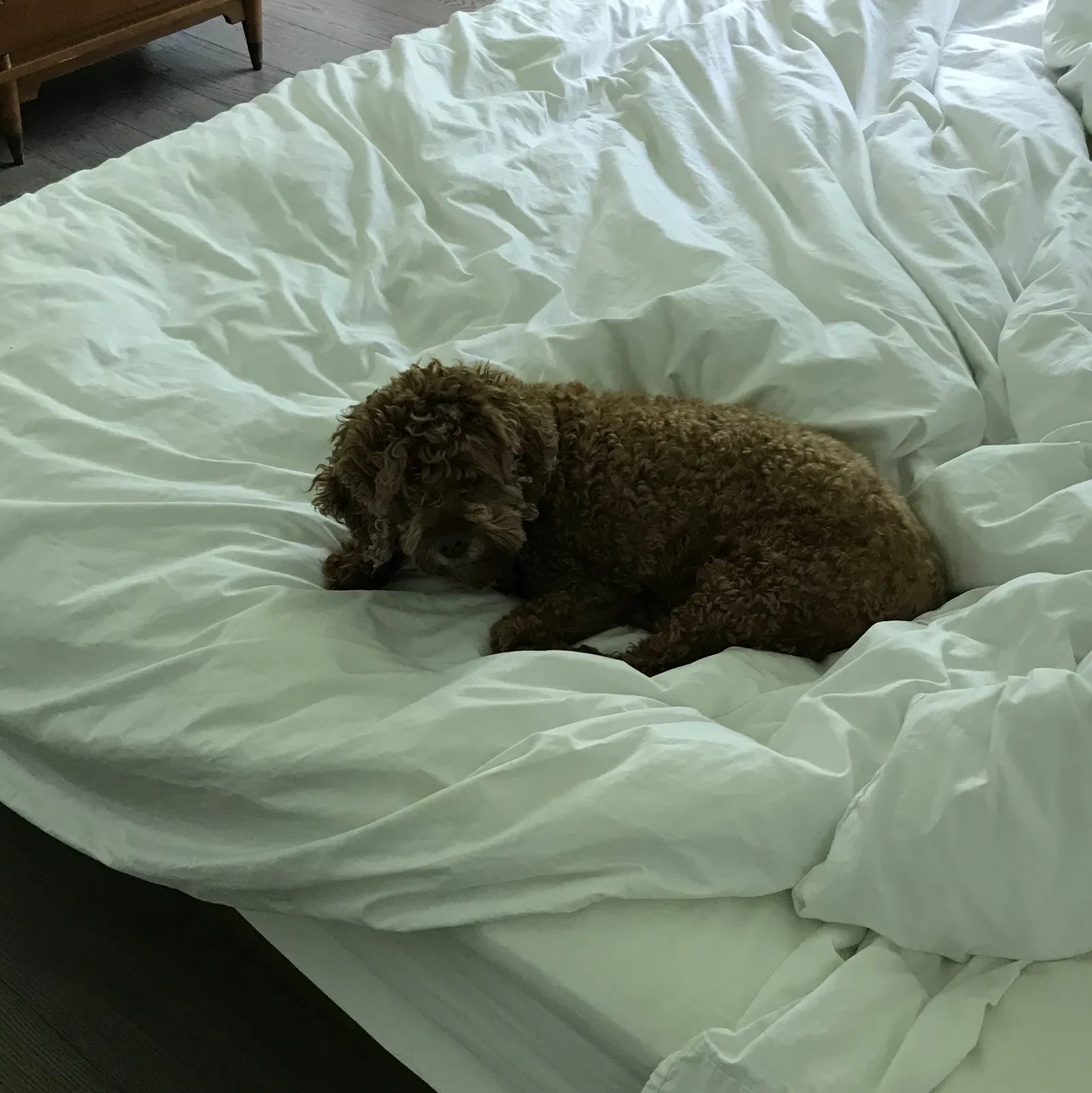 Lost dog in Ada, MI, 49301