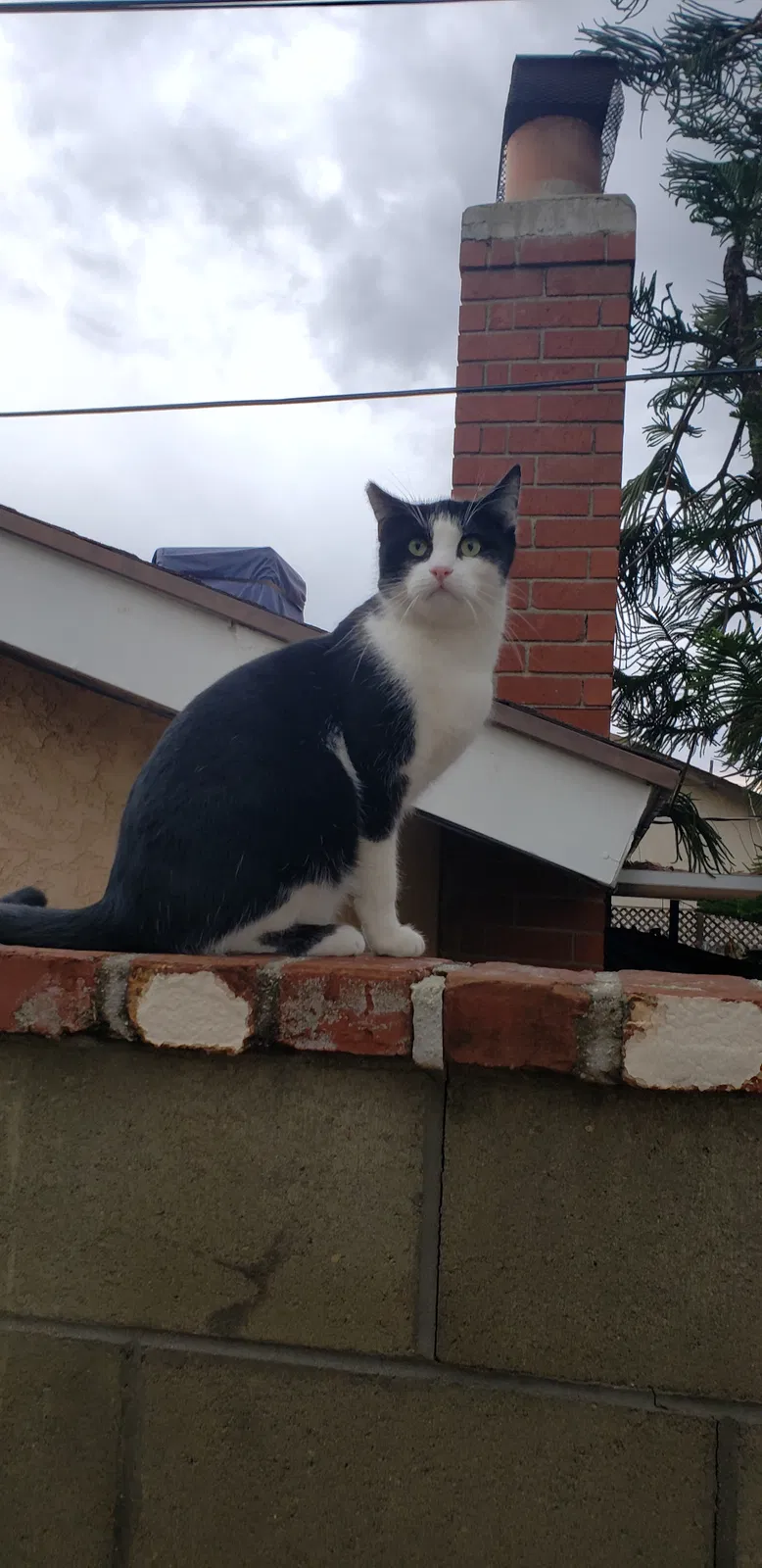 Lost cat in Simi Valley, CA, 93065